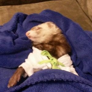 Meet your Posher, Nancy